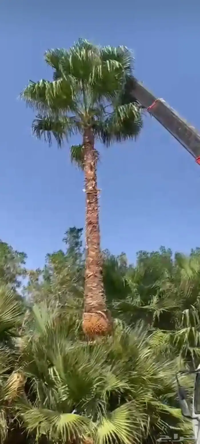 نخل عربي ونخل وشنطني جميع مقاسات 2