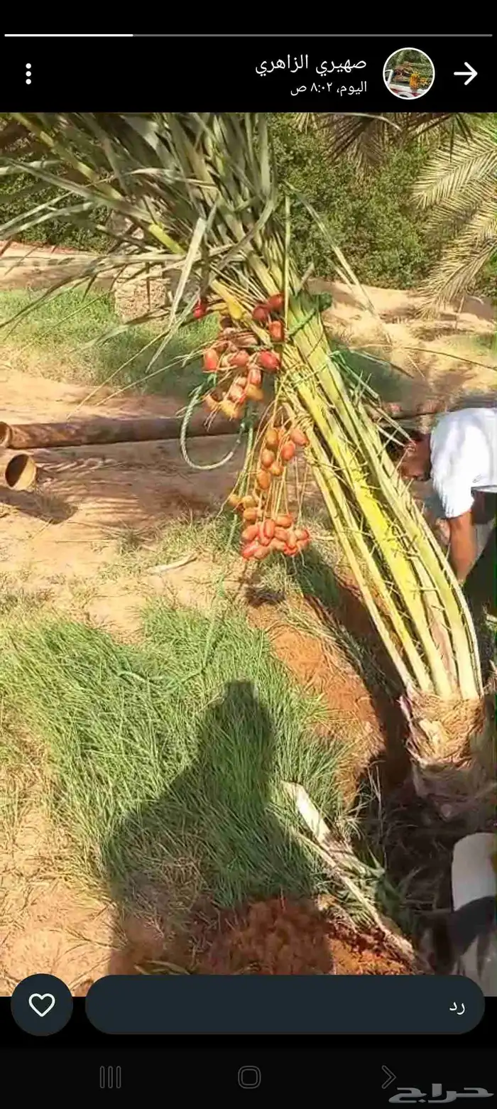 نخيل للبيع 5