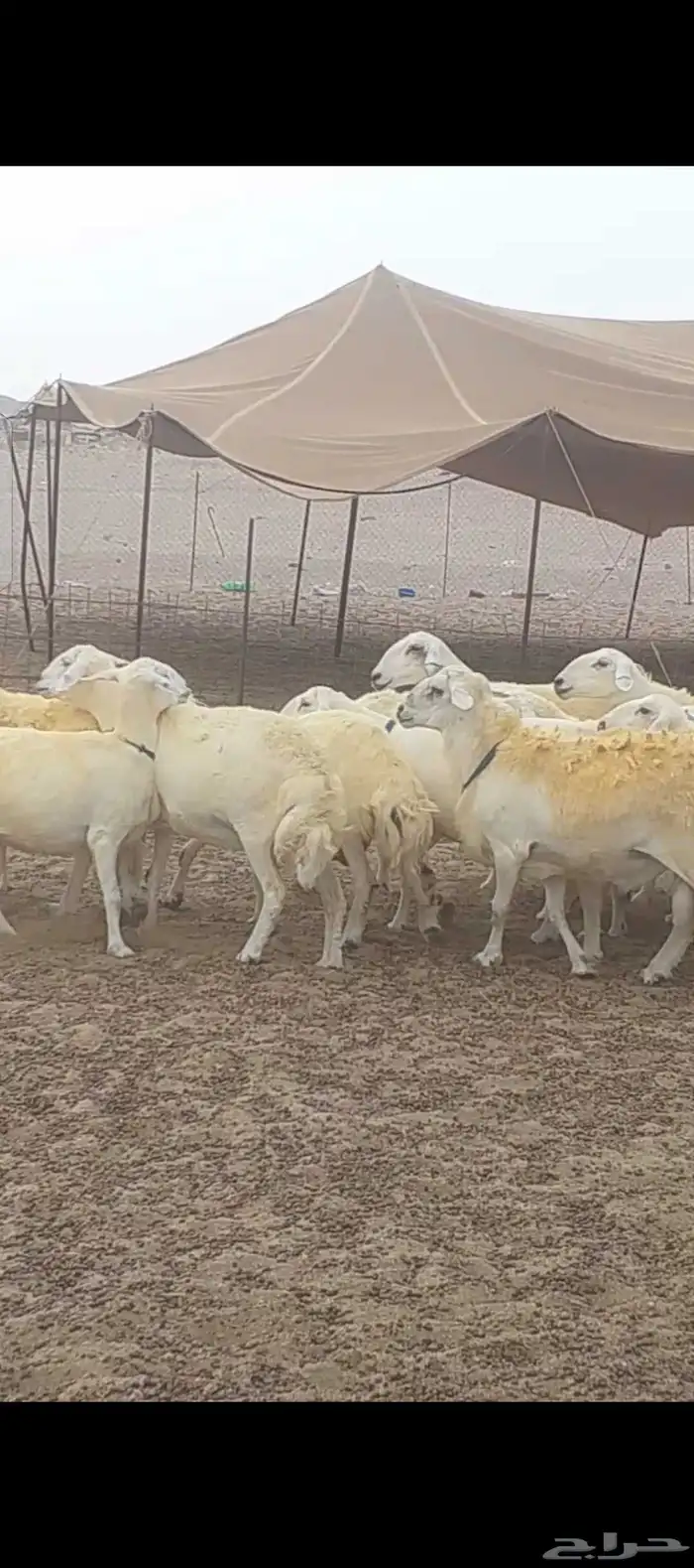 غنم حريات حرش دفيع مفاصيل 5
