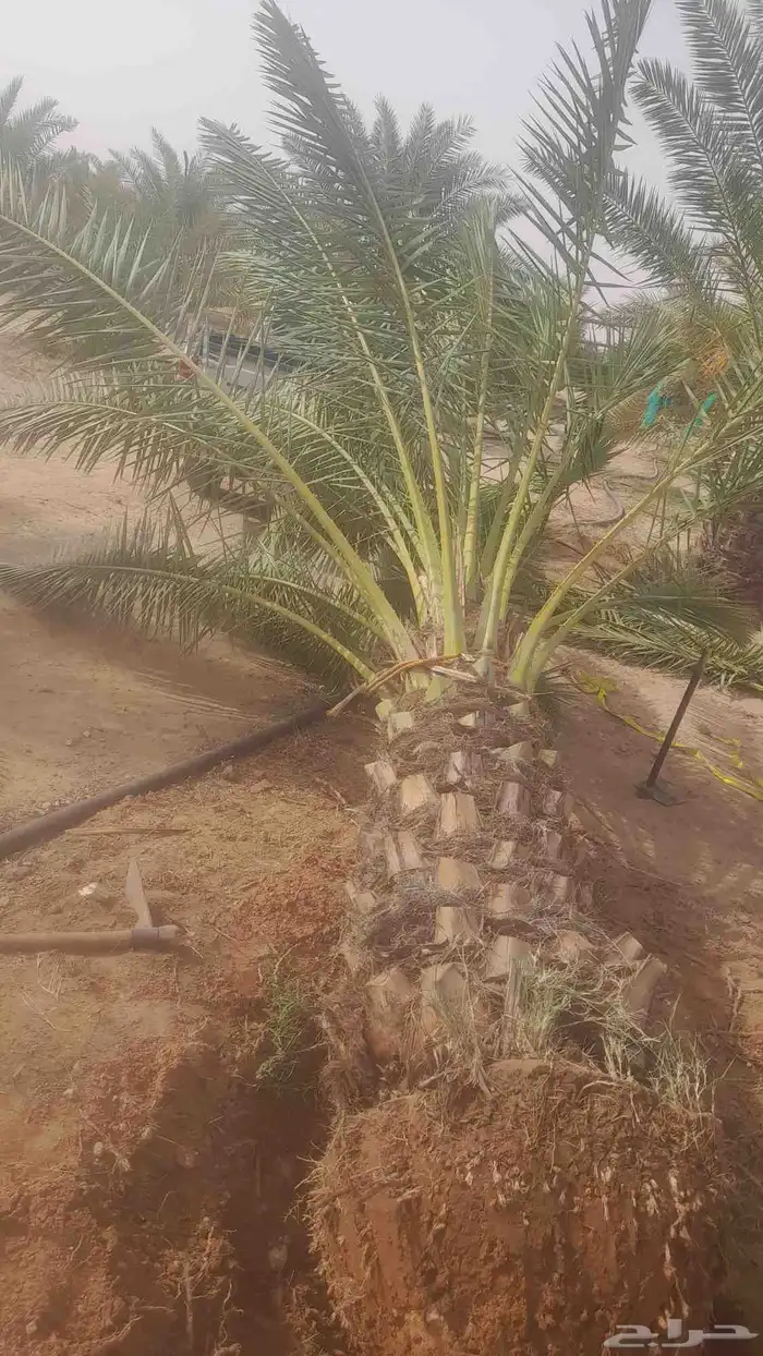 نخل نقايل للبيع 4