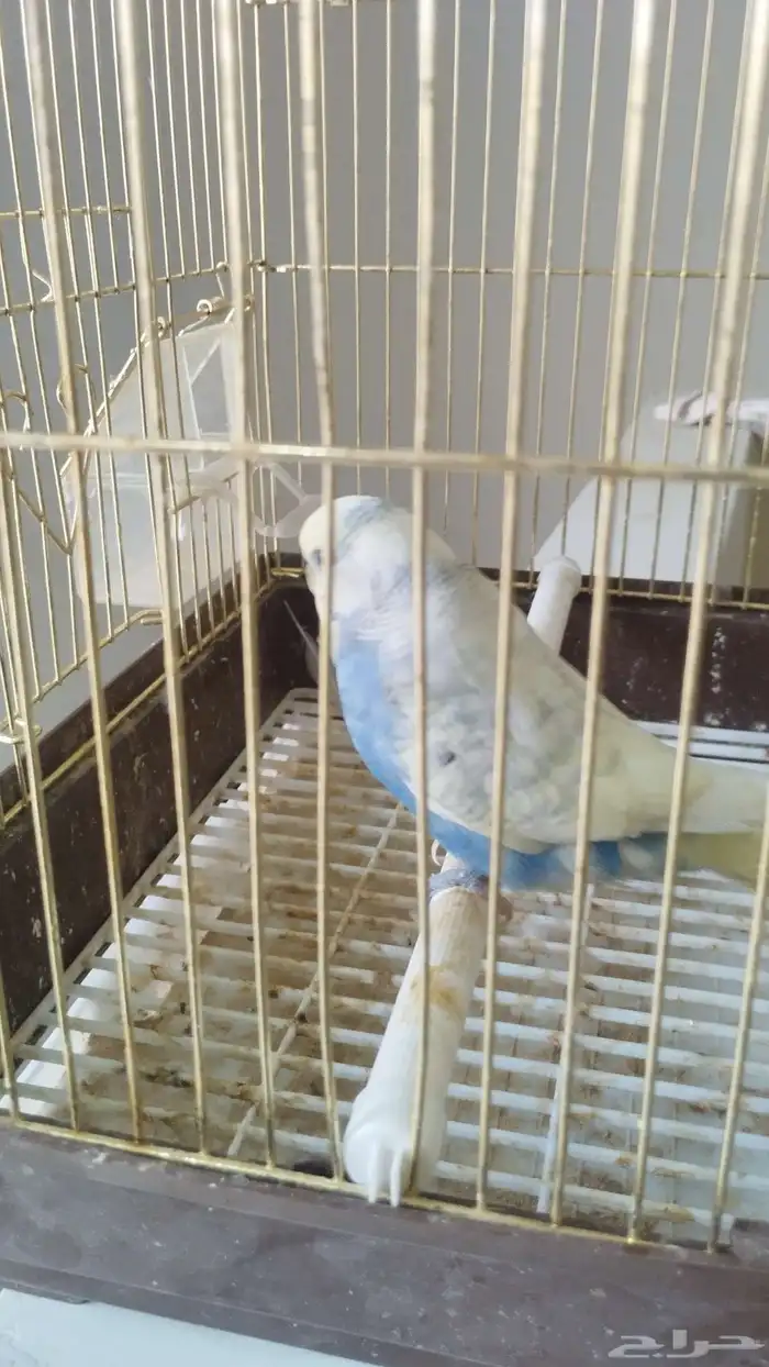 ذكر بادجي هولندي 4