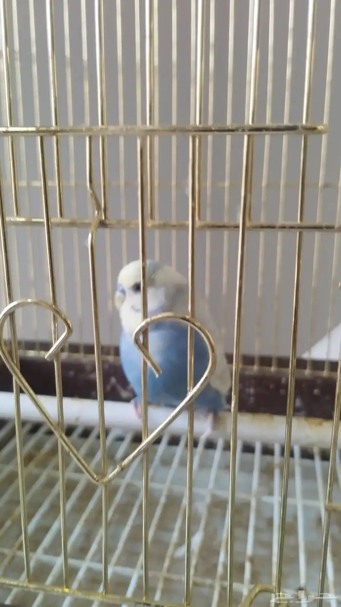 ذكر بادجي هولندي 5