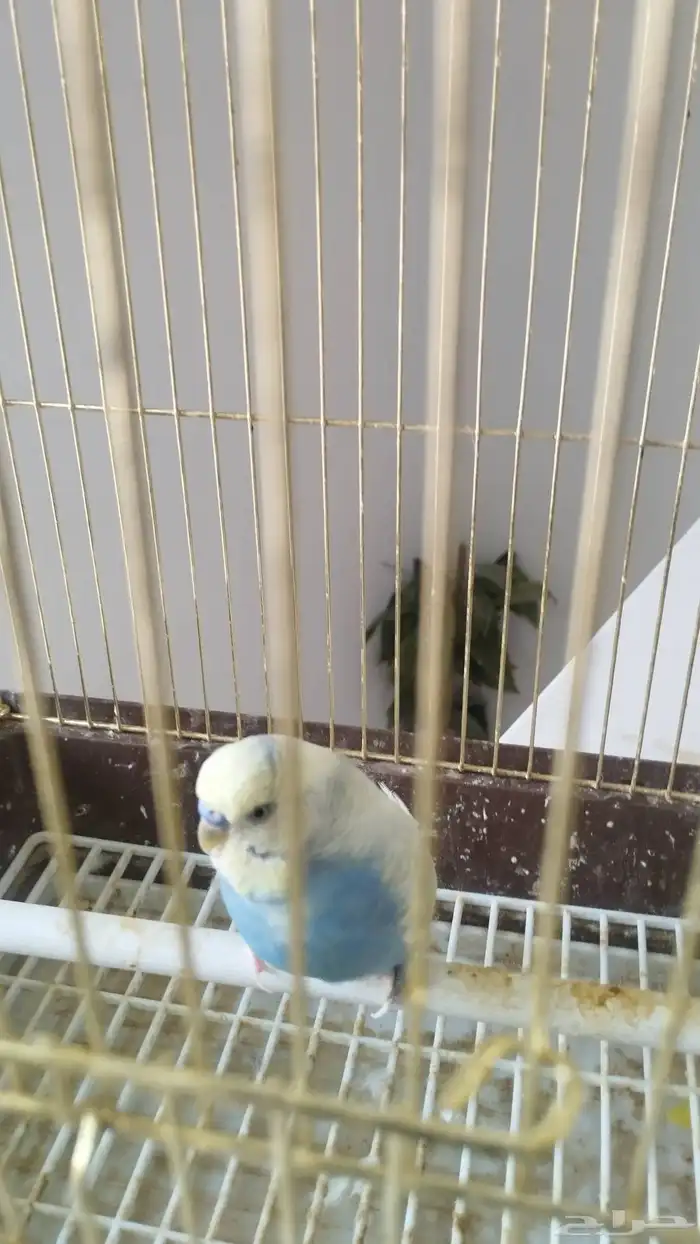 ذكر بادجي هولندي 7