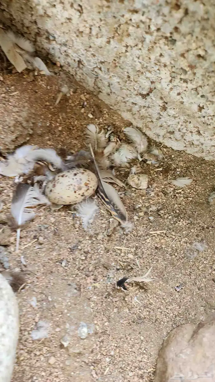 قطاء نعاق عراقي 3
