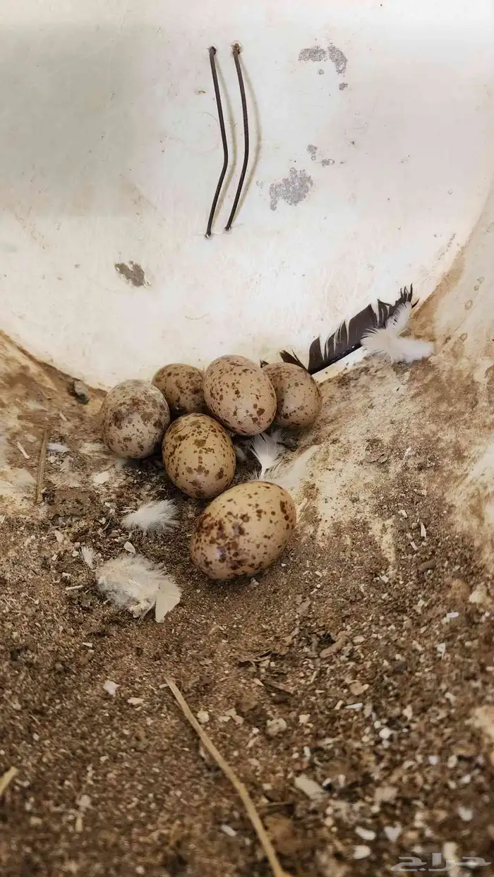 قطاء نعاق عراقي 2