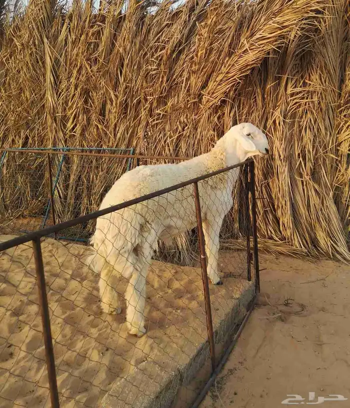 مشروع فحل حري صنف 0