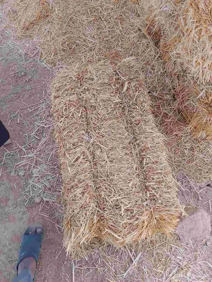 تبن شعير 1
