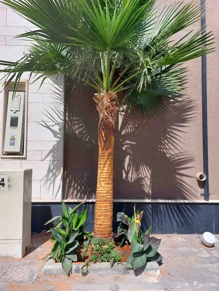 نخل نخيل واشنطن وتنفيذ الحدائق 2