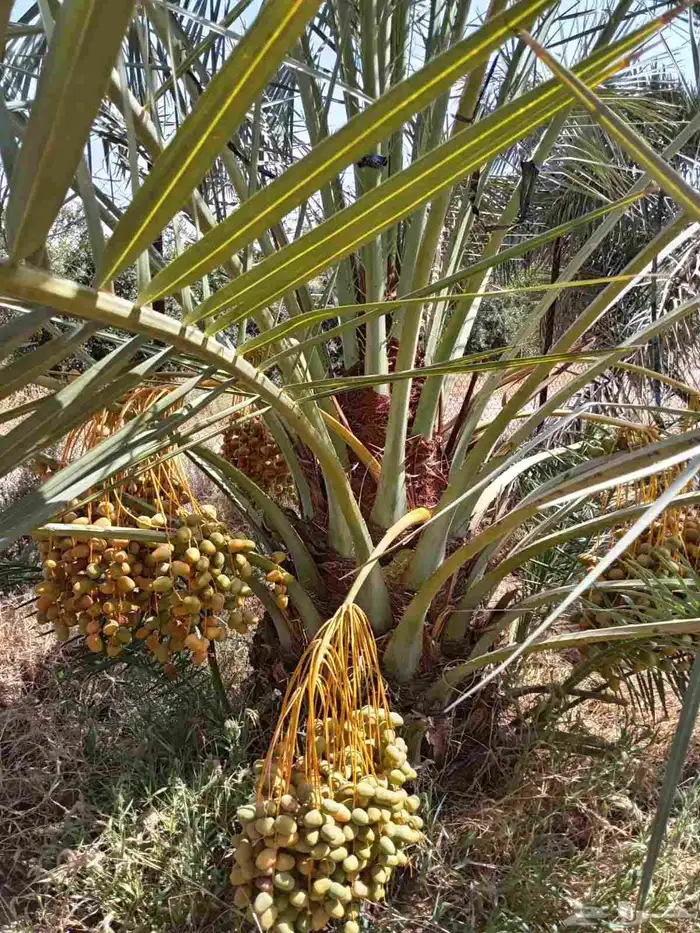 نخيل للبيع 3