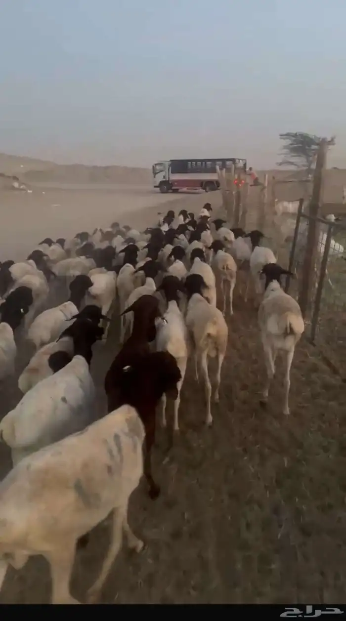 غنم بربري 0