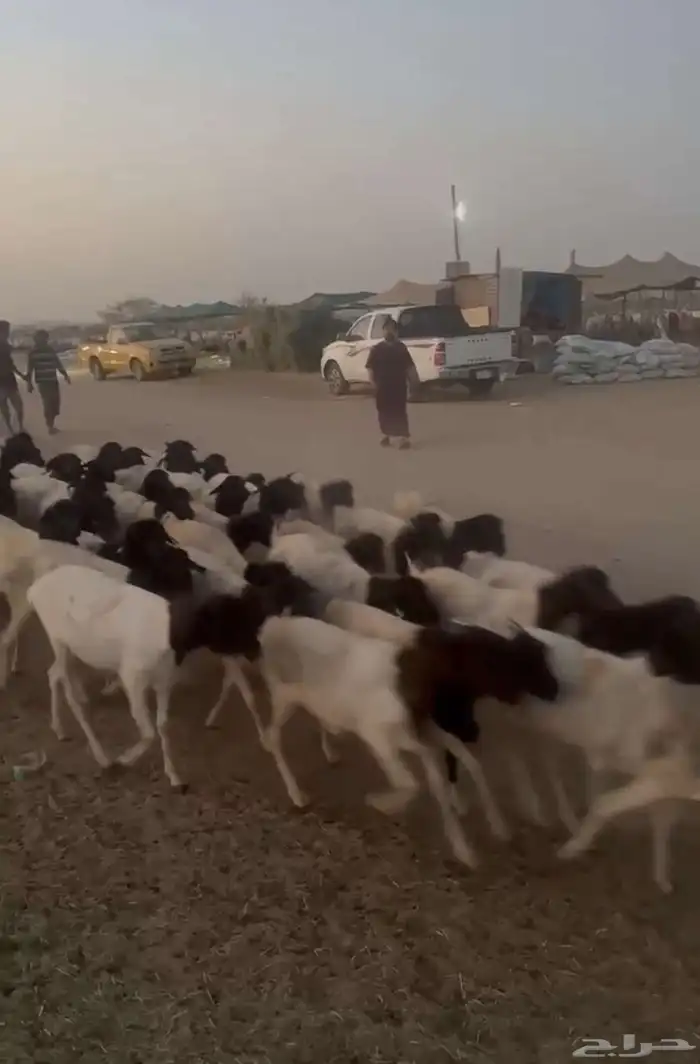 غنم بربري 1