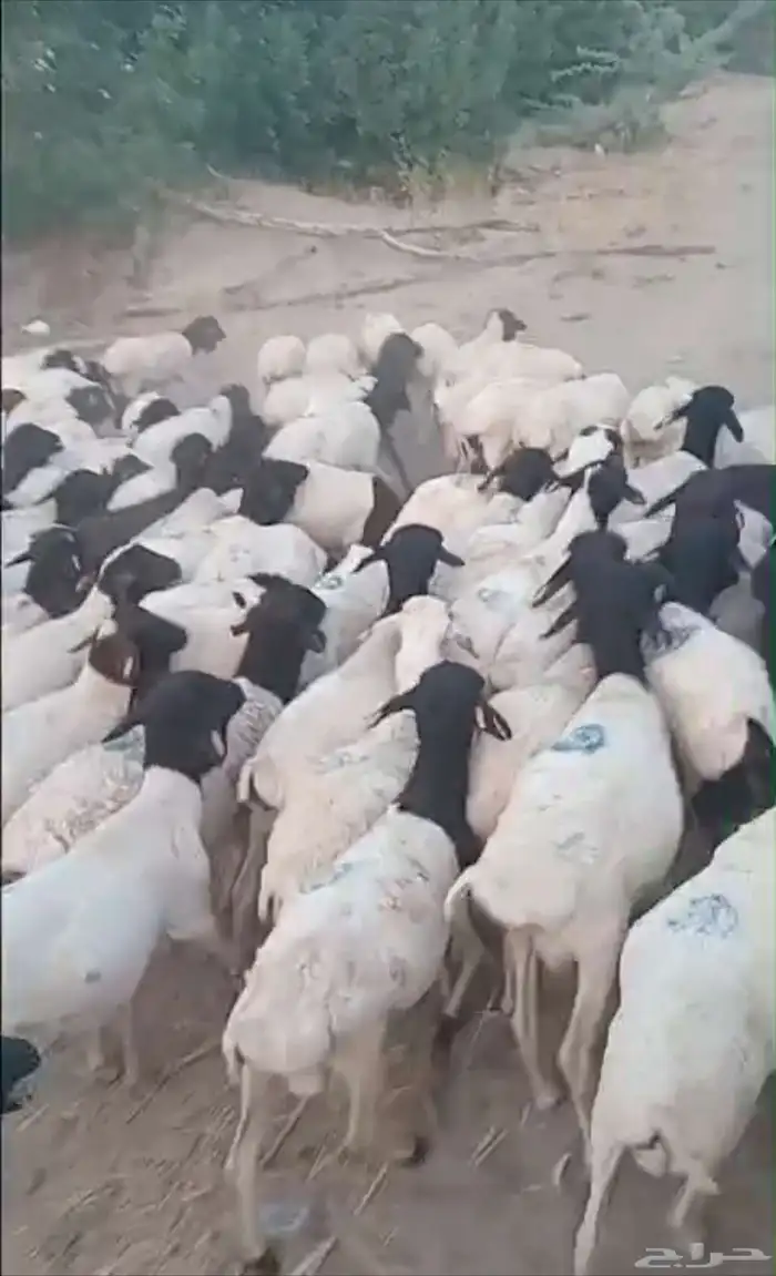 غنم بربري 3