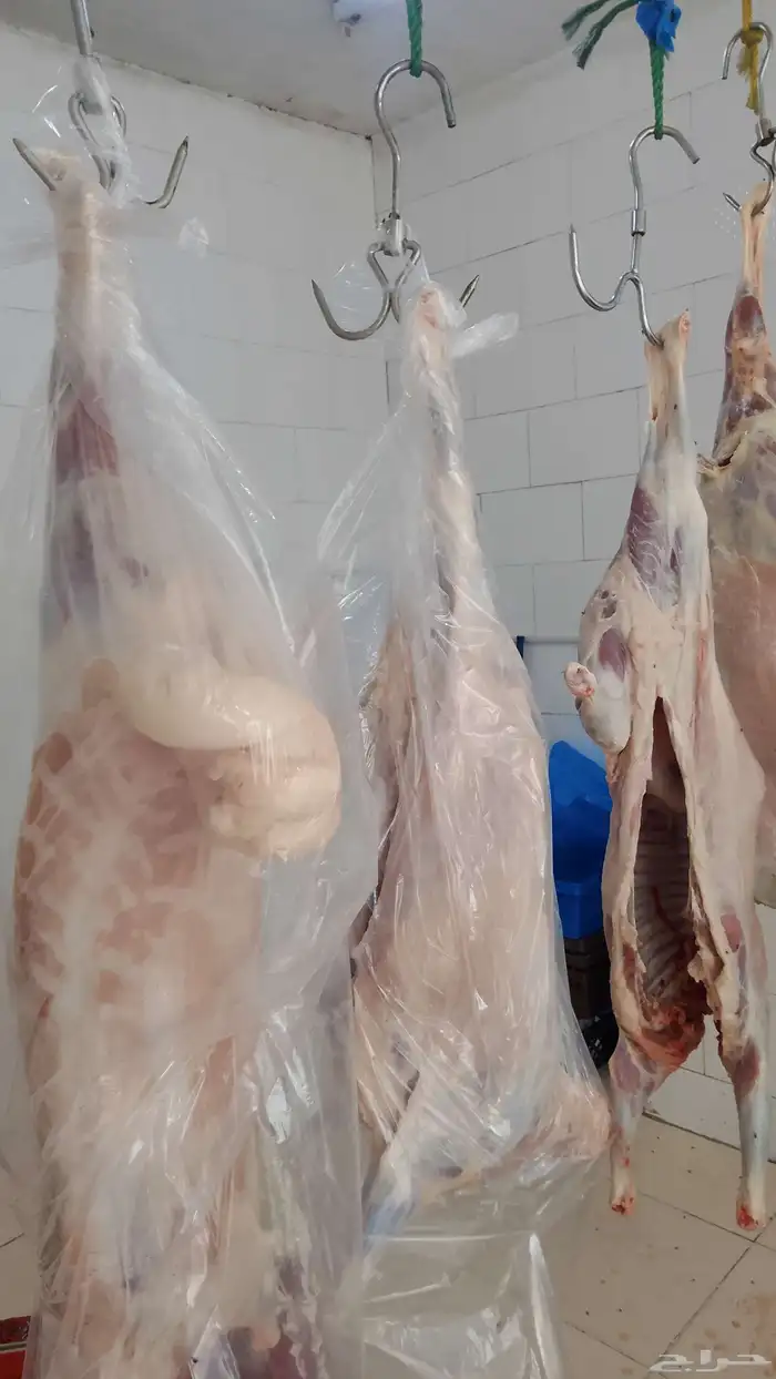 عرض خروف 750  تيس 750 0