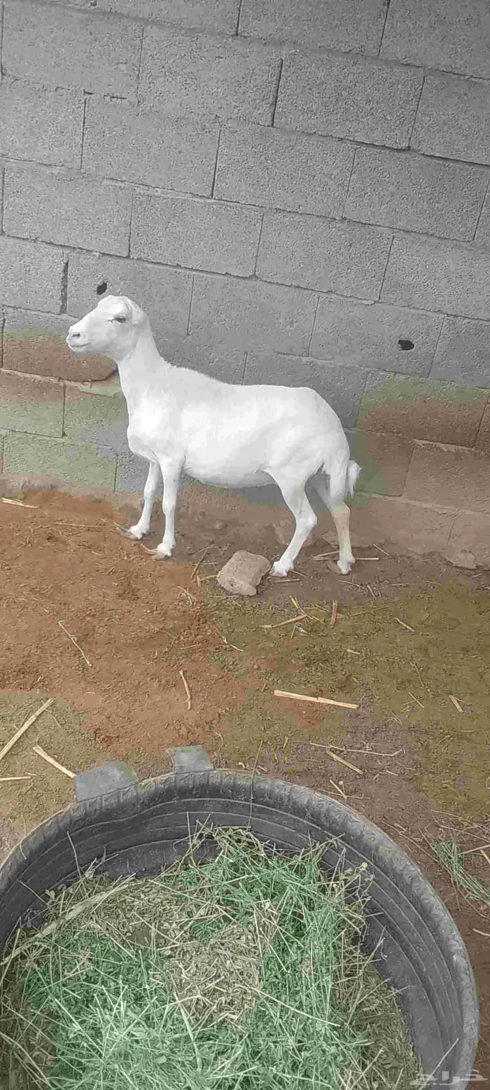 نعجه فاخره للبيع 4