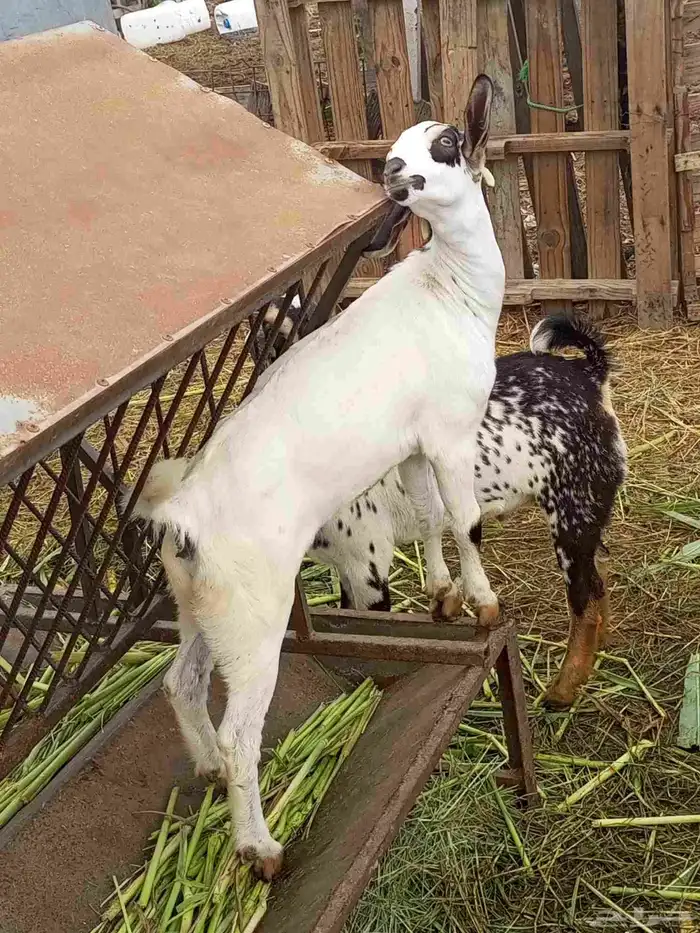 تيس وجديه 6