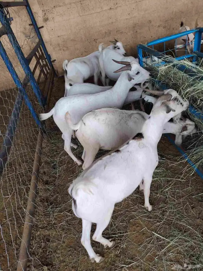 تيوس صومالية جذعان والسعر تنافسي جدا 3
