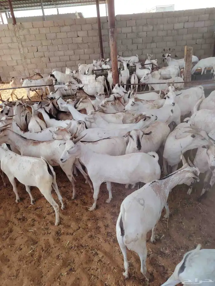 لدينا الحري و التيوس الصوماليه 4