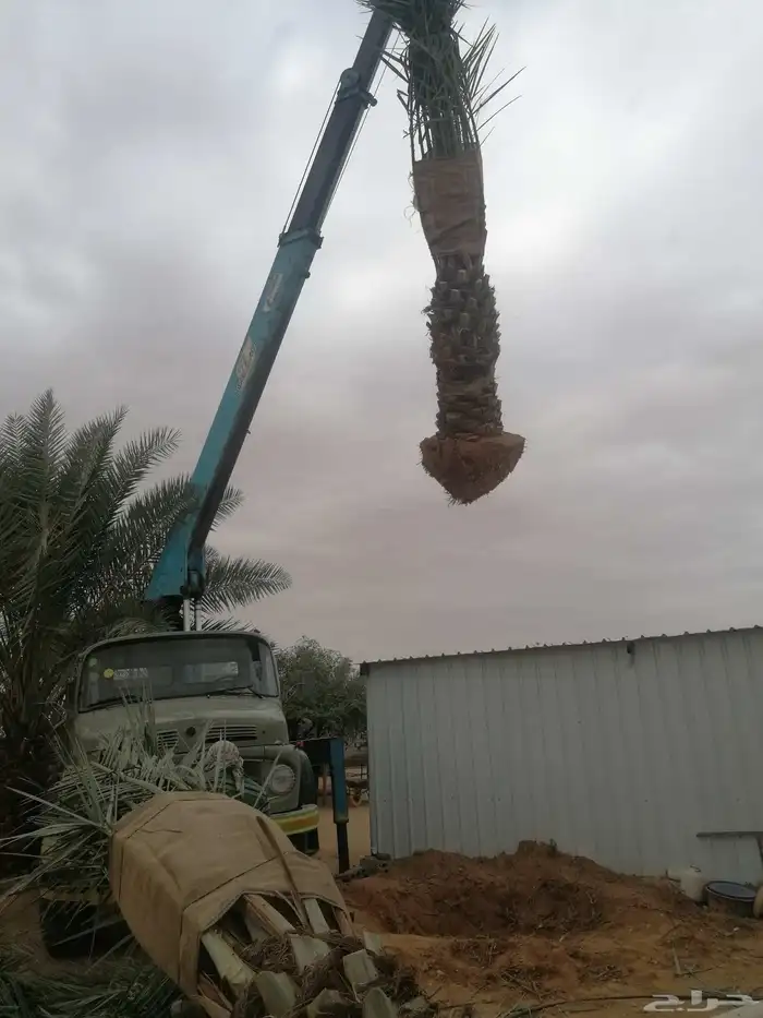 نخل 9