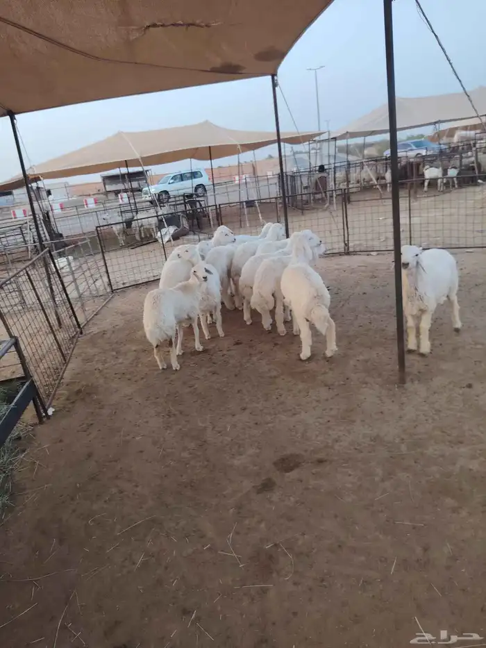 لدينا الحري و التيوس الصوماليه 1