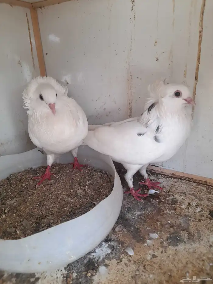 اعرض لكم جوز بلجيكي فاخر ومنتج للبيع 2