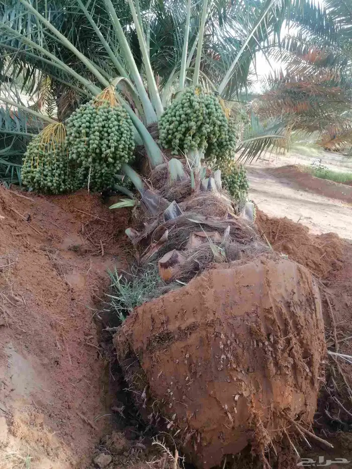 نخل 4