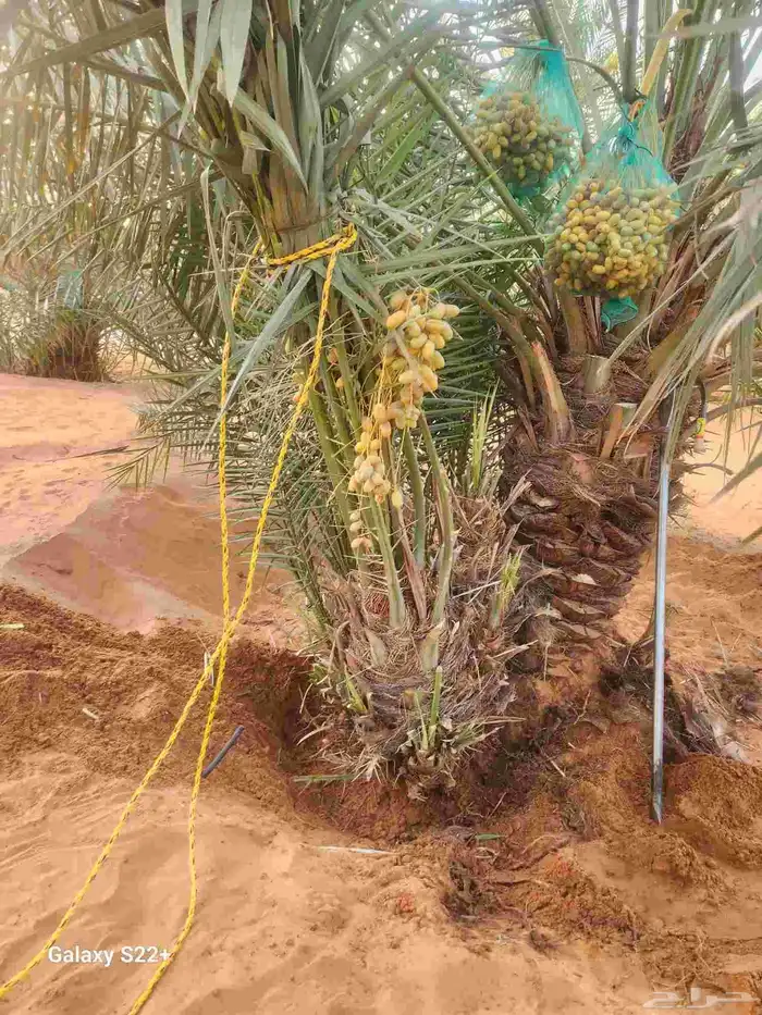 مطلوب فروخ نخل سكري 0