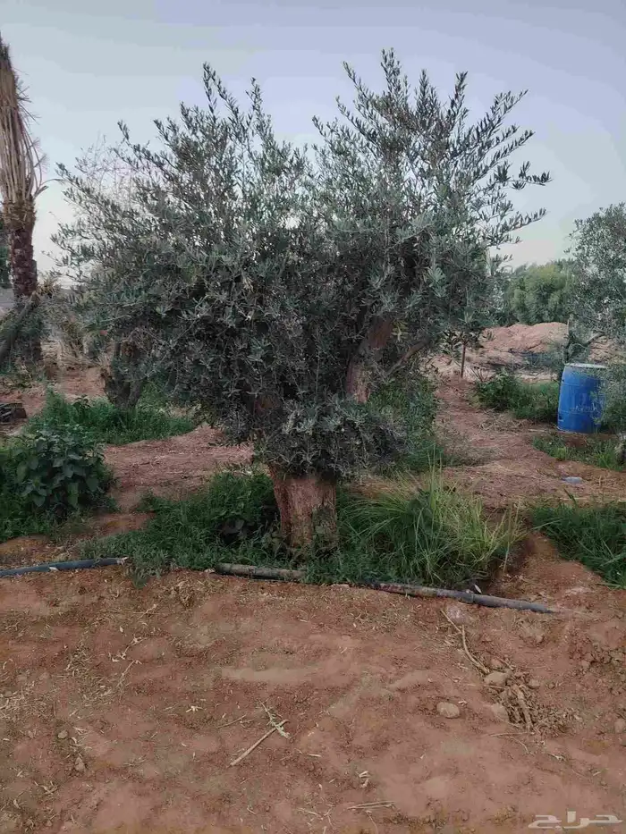 سلام عليكم ورحمة الله وبركاته يوجد لدينا جميع انواع الأشجار 3