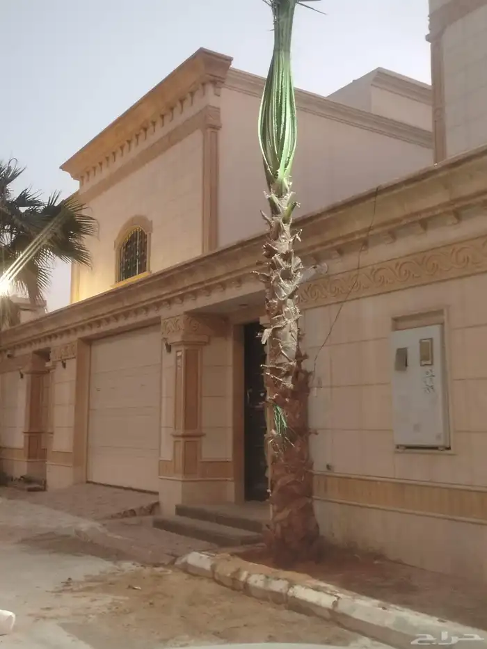 نخل نخيل واشنطن وتنفيذ الحدائق 8