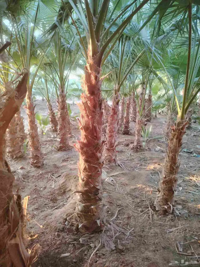 وشنطني 3