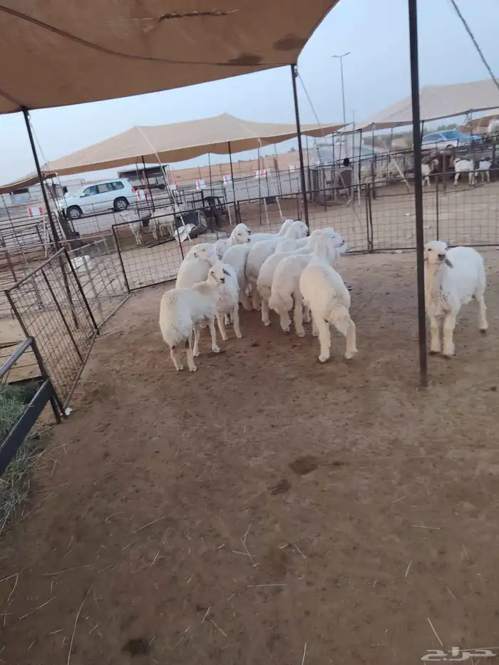 لدينا الحري و التيوس الصوماليه 0