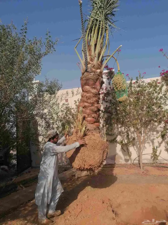 نخل 1