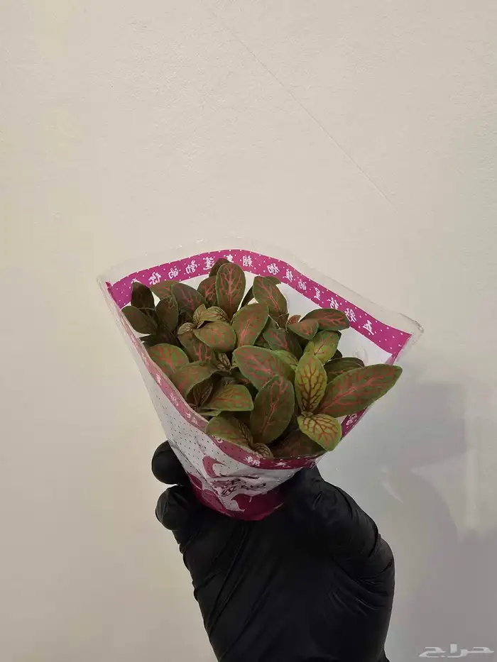نبات الفيتونيا 2
