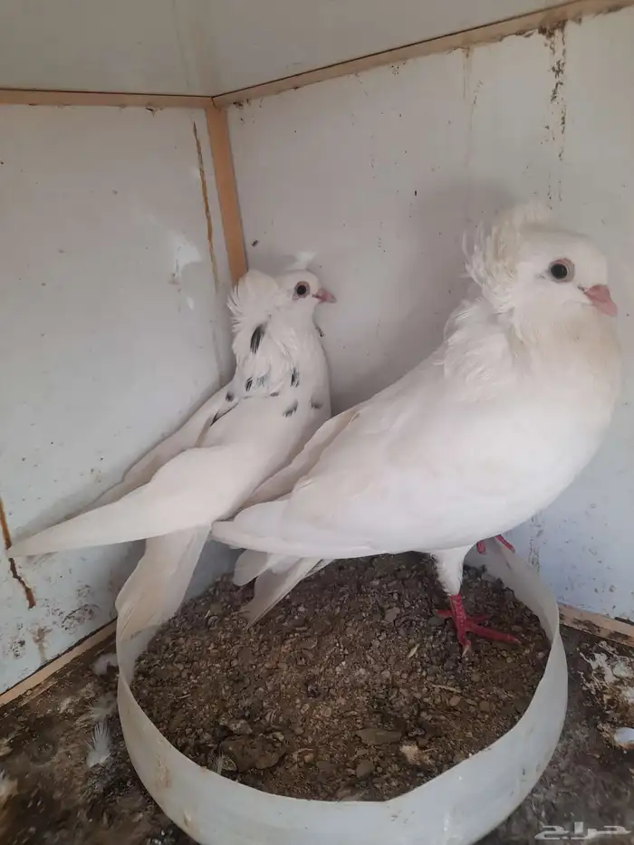 اعرض لكم جوز بلجيكي فاخر ومنتج للبيع 0