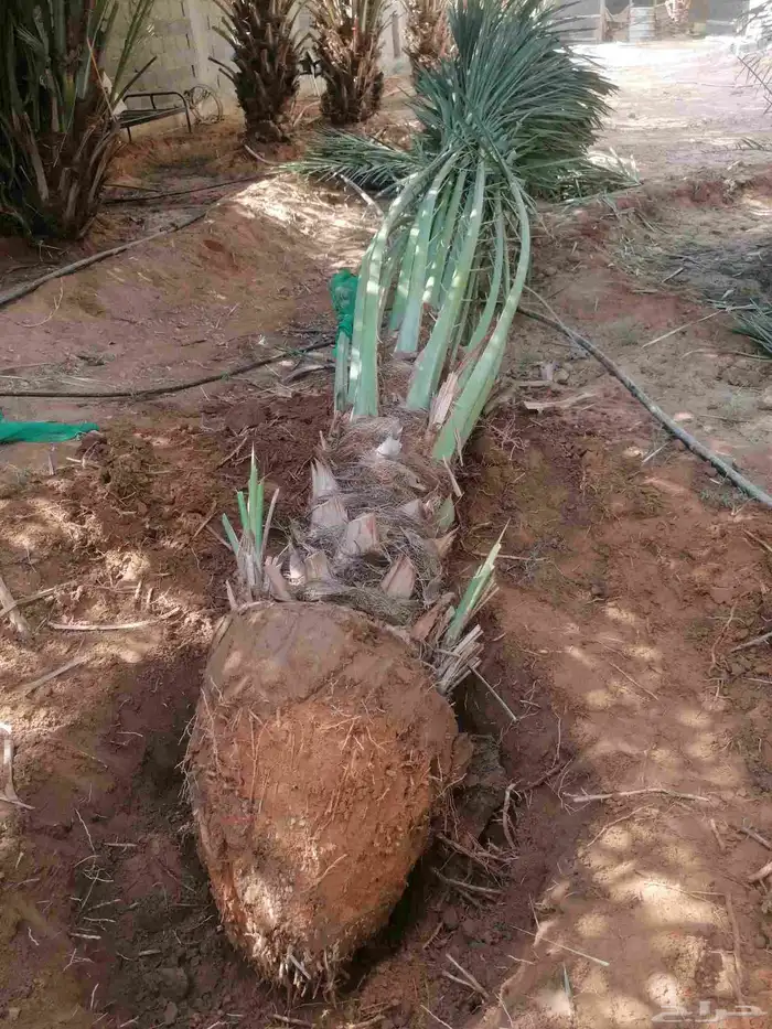 نخل 2