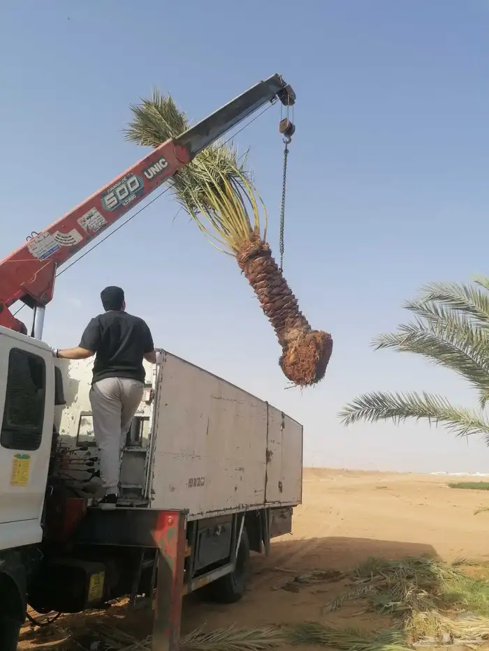 نخل 6
