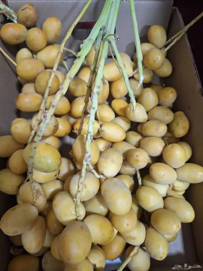 بلح برحي وتمر سكري 2