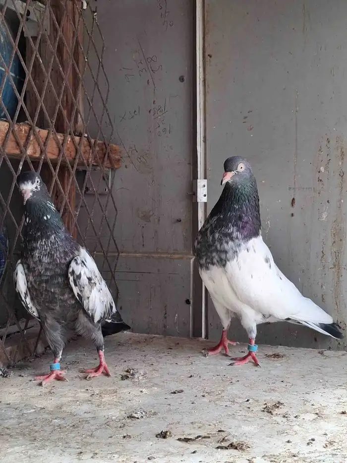 حمام باكستاني 3