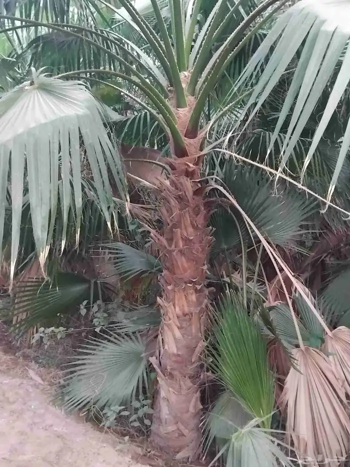 نخل واشنطني زينه رقم واحد توريد وتركيب 1