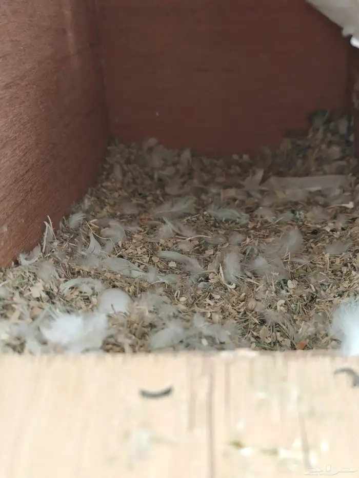 زوج روز للبيع. 0