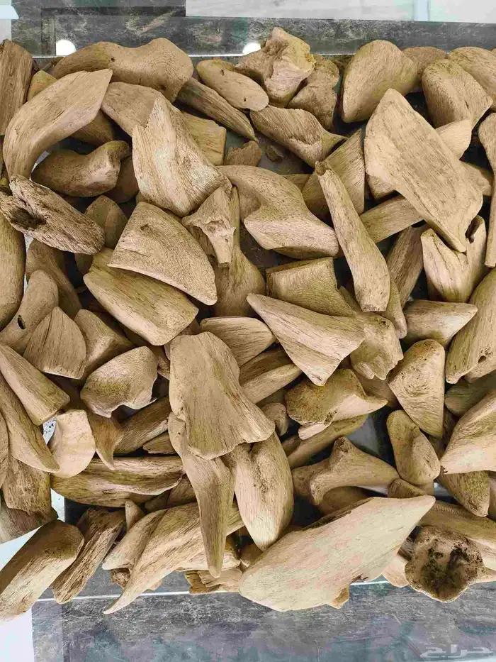عود مروكي طبيعي 1