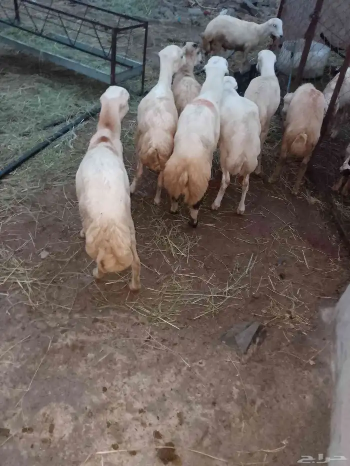 خرفان بلادي العدد8الموقع العيدابي 2