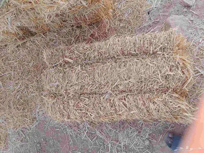 تبن شعير 0