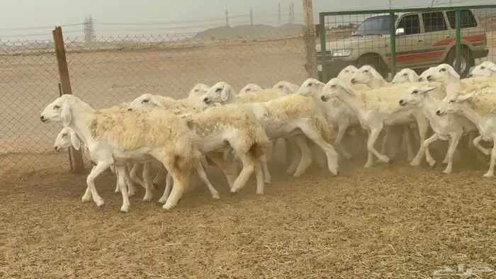 غنم حريات رخال 7