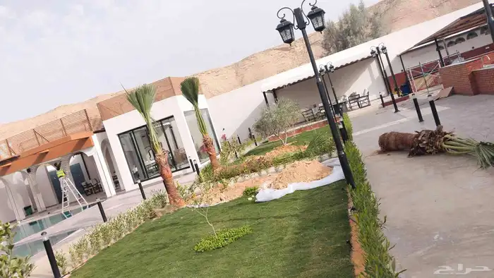 نخيل أشجار زيتون نخل زينه شنطونئ 7