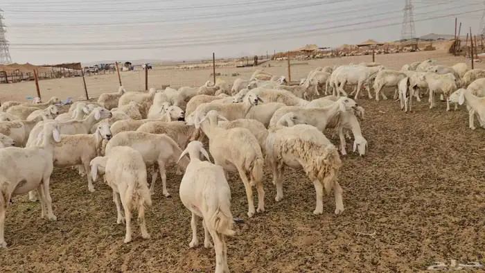 غنم حريات ضان مراح كامل للبيع 5