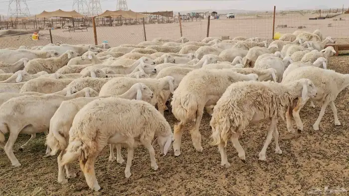 غنم حريات ضان مراح كامل للبيع 8