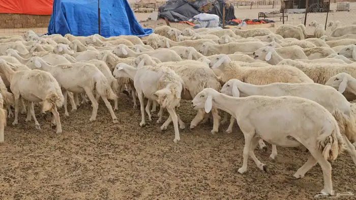 غنم حريات ضان مراح كامل للبيع 13