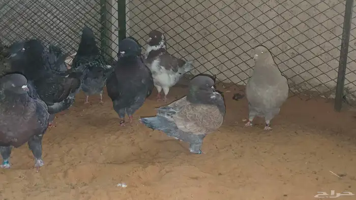 كنوق مداين للبيع 1