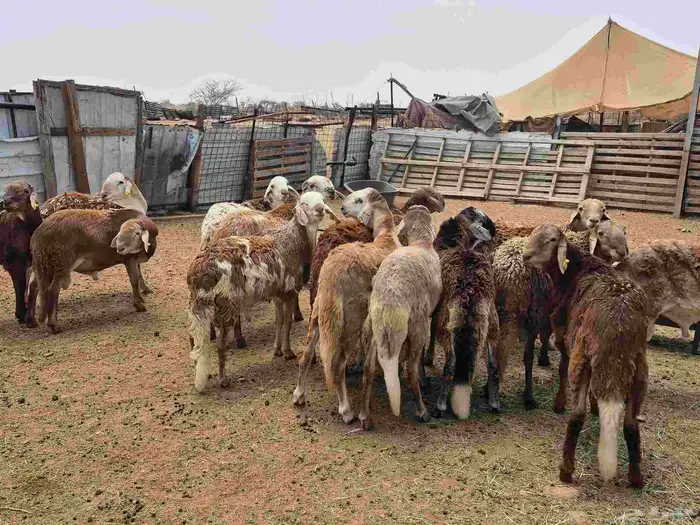 للبيع طليان سواكن حمريات 3