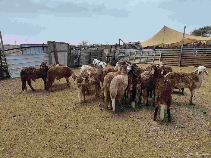 للبيع طليان سواكن حمريات 4